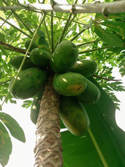 pepaya fruit on tree in garden with fruits closeup