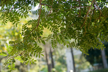 Ramos de belas folhas verdes