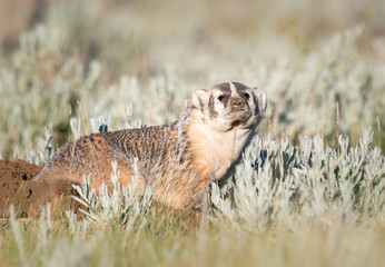 Badger