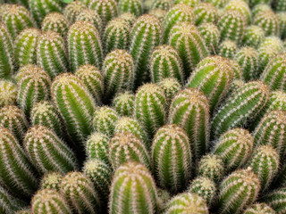 Cactus sembrados en el jardin de la casa.