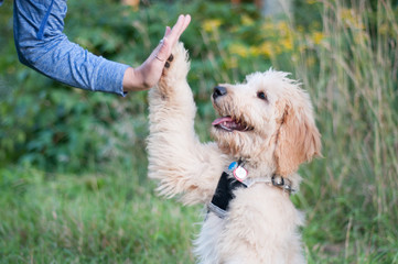 Dog giving high five