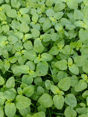 Young baby green spinach leaves. Fresh spinach in garden. Green leaves background.
