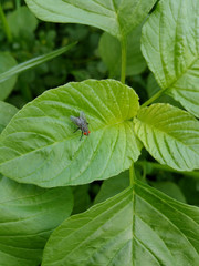 Young baby green spinach leaves. Fresh spinach in garden. Green leaves background. Flatlay Photography