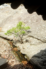 Pine trees growing in the cracks of stones