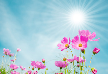 Cosmos flowers with beautiful colors and light from the sun.