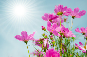 Cosmos flowers with beautiful colors and light from the sun.
