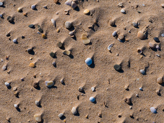Fototapeta na wymiar Group of shells on the beach sand with copy space