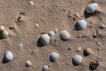 Group of shells on the beach sand with copy space