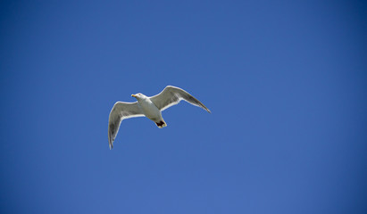 seagull in flight