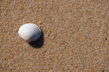 White shell on the beach sand with copy space
