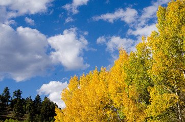 Golden aspen trees beneath a blue, cloud-filled sky.