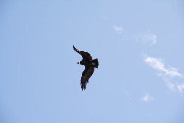 condor en pleno vuelo visto desde abajo 