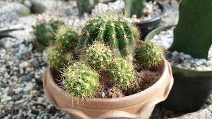 cactus in a pot