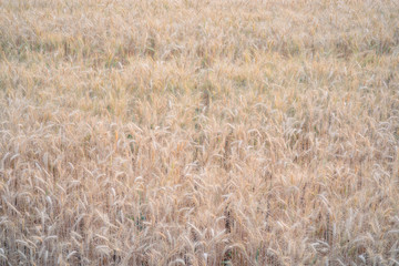 Golden wheat field background.