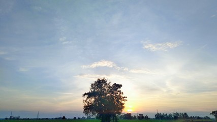 sunset in the forest