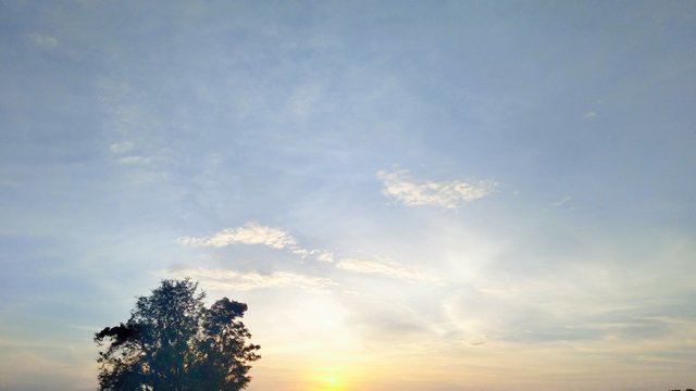 sunset and tree