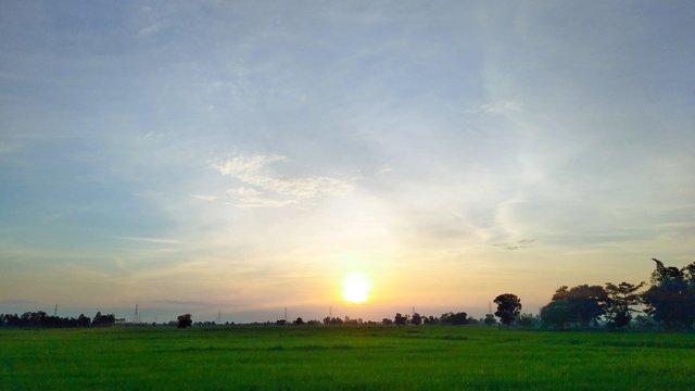 sunset in the field