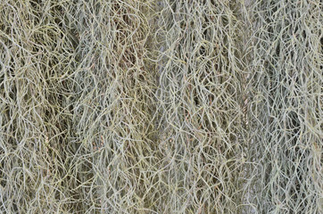 Beautiful details pattern of Spanish moss texture close up