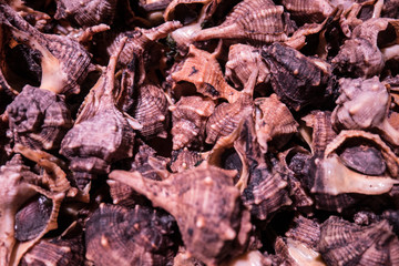 Closeup of brown shellfish in the seafood market