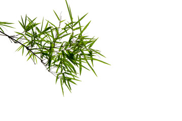 Bamboo leaves on a white background