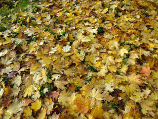 carpet of autumn yellow orange red fallen maple leaves