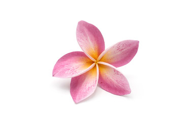 Fragrant pink Plumeria (Frangipani) isolated on white background.