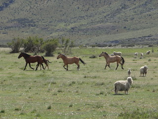 horses 