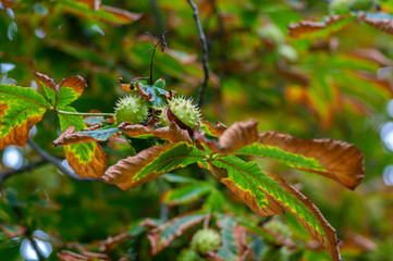 Branches of Aesculus hippocastanum with leaves and ripening spiny fruits called horse chestnuts, detail of conker tree