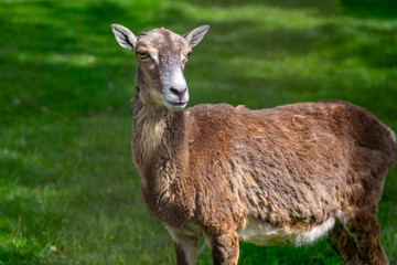 Wild mouflon sheep, one female portrait grazing on pasture in daylight, green meadow, beautiful brown wild animals