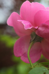 beautiful pink rose in natural lighting