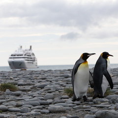 Sightseers arrive in Antarctica to view a King Penguin and Fur Seal Colony with a cruise ship in...