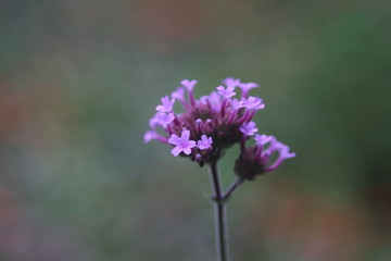 purple tiny flower with bokeh colorful background