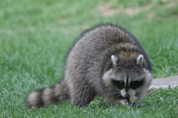 Naklejka premium raccoon with a green background in natural lighting