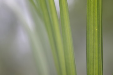 Fototapeta premium pointy leaves close up with pattern and bokeh background