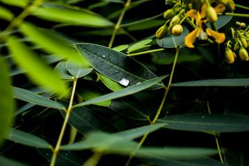Close up of rain drops on green leaves during summer evening.