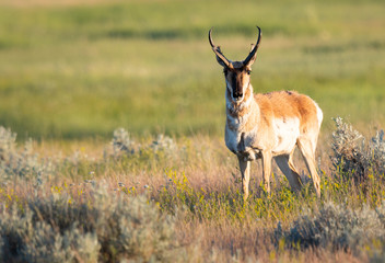 Pronghorn in the wild