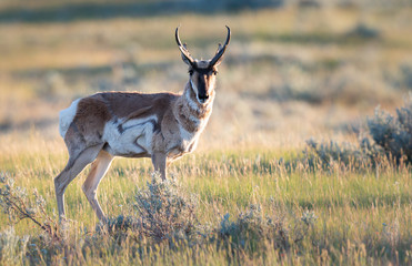 Pronghorn in the wild