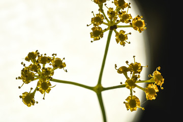 Proffesional Studio Macro close up photograph of tinny Yellow Dill plant flowers