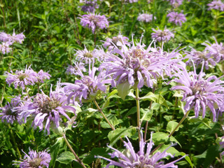 Bright Blooming Lavender Bee Balm