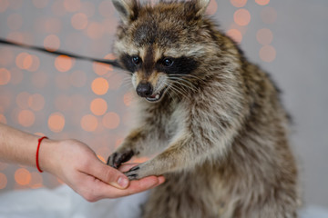 A raccoon in a harness stands against the background of holiday lanterns and nibbles nuts taking...