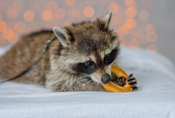 A raccoon in a harness lies against the background of holiday lanterns and nibbles a large bagel