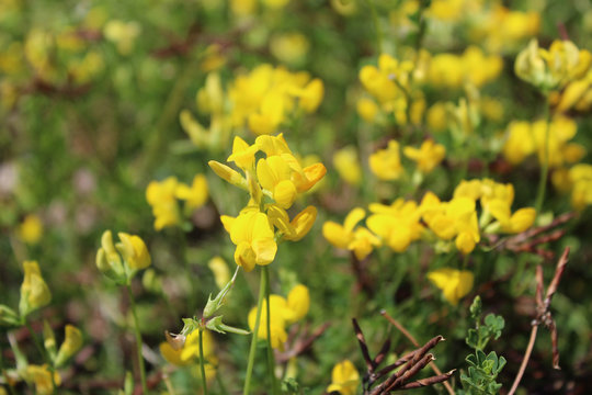 Small Yellow Natural Blooming Wildflowers