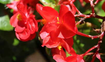 Flourishing Bright Red Flowers on Green Background