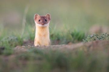 Long tailed weasel in the Canadian prairies - 374038760