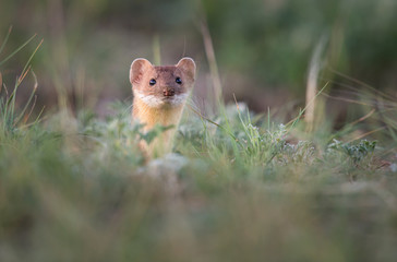 Naklejka na ściany i meble Long tailed weasel in the Canadian prairies