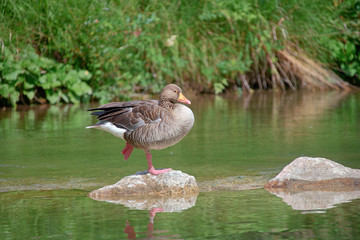 grey goose stands on one leg