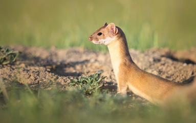 Long tailed weasel in the Canadian prairies