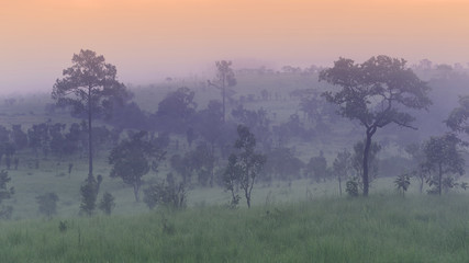 Beautiful nature landscape sunrise in the forest and fog