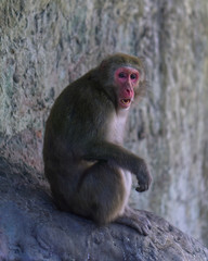 A japanese macaque sitting on a rock
