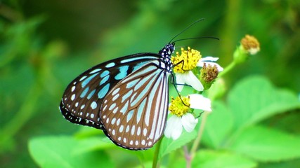 色鮮やかなてふてふ。